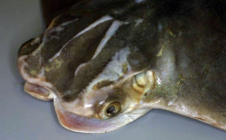 Rhinoptera marginata_04.jpg